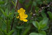 DPPhotography - Uzbekistan - Rosa ecae - A