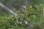 DPPhotography - Uzbekistan - Rosa ecae - B