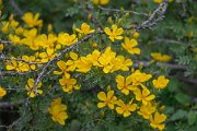 DPPhotography - Uzbekistan - Rosa ecae - C