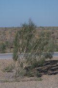 DPPhotography - Uzbekistan - Saxaul, Haloxylon ammodendron - A