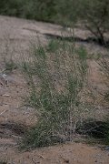 DPPhotography - Uzbekistan - Saxaul, Haloxylon ammodendron - B