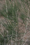 DPPhotography - Uzbekistan - Saxaul, Haloxylon ammodendron - C