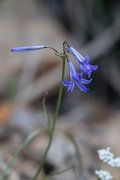 DPPhotography - Uzbekistan - Siberian lily, Ixiolirion tataricum - A