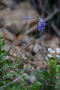 DPPhotography - Uzbekistan - Siberian lily, Ixiolirion tataricum - B