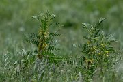 DPPhotography - Uzbekistan - Sieversia milkvetch, Astragalus sieversianus - A