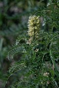 DPPhotography - Uzbekistan - Sophora alopecuroides - A
