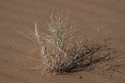 DPPhotography - Uzbekistan - Stipagrostis pennata - A