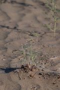 DPPhotography - Uzbekistan - Stipagrostis pennata - B