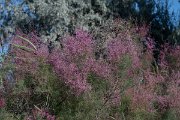 DPPhotography - Uzbekistan - Tamarisk, Tamarix ramosissima - A