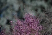 DPPhotography - Uzbekistan - Tamarisk, Tamarix ramosissima - B