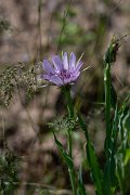 DPPhotography - Uzbekistan - Tragopogon marginifolius - A