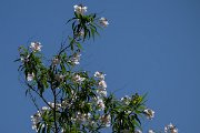 DPPhotography - Uzbekistan - x Chitalpa tashkentensis - A