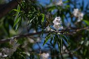 DPPhotography - Uzbekistan - x Chitalpa tashkentensis - B
