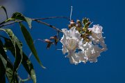 DPPhotography - Uzbekistan - x Chitalpa tashkentensis - D