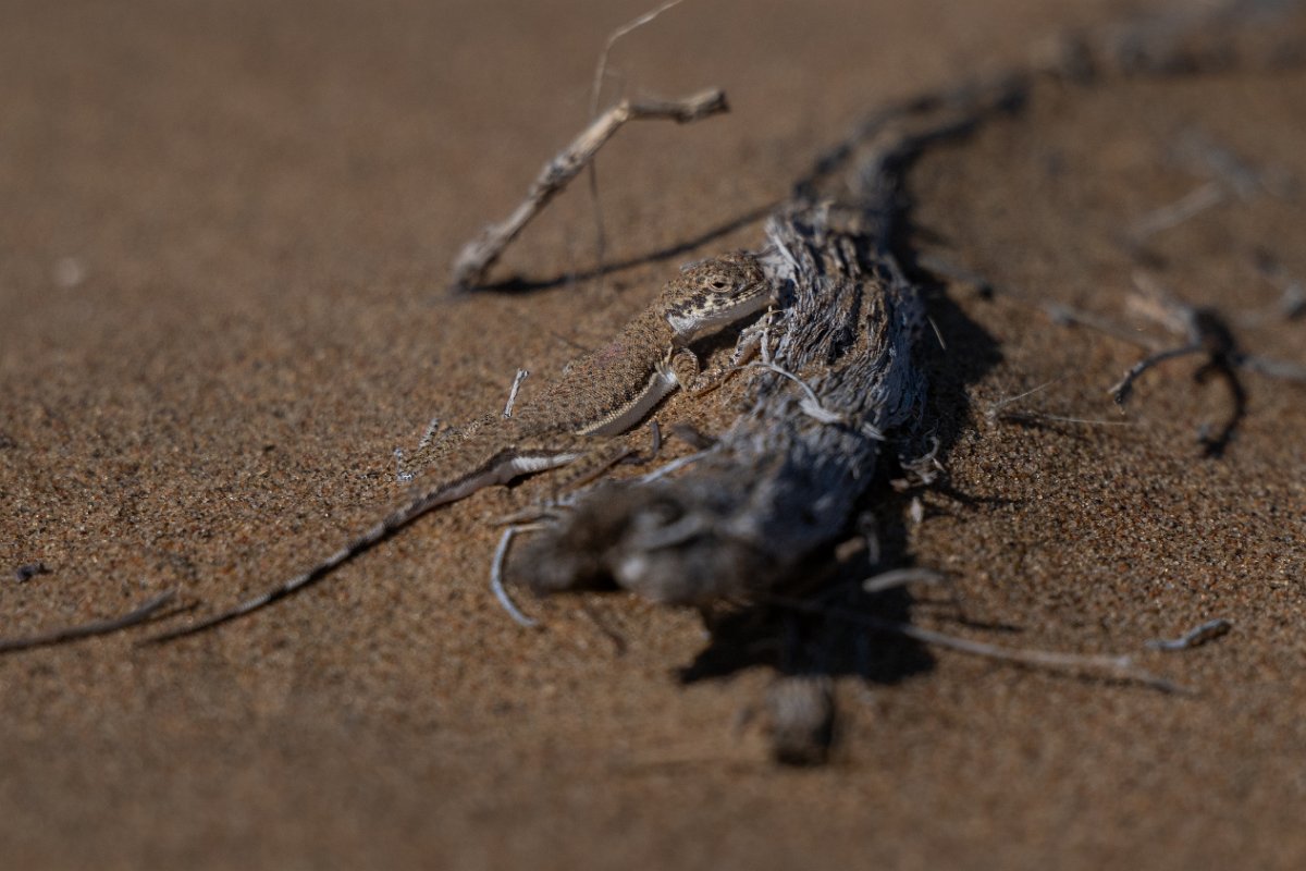 DPPhotography - Uzbekistan - Lichtenstein's toad-headed agama - B.jpg - Lichtenstein's toad-headed agama, Phrynocephalus interscapularis - Kyzylkum Desert, Uzbekistan