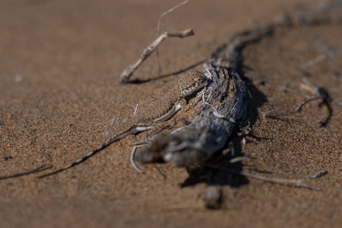 DPPhotography - Uzbekistan - Lichtenstein's toad-headed agama - C.jpg - Lichtenstein's toad-headed agama, Phrynocephalus interscapularis - Kyzylkum Desert, Uzbekistan
