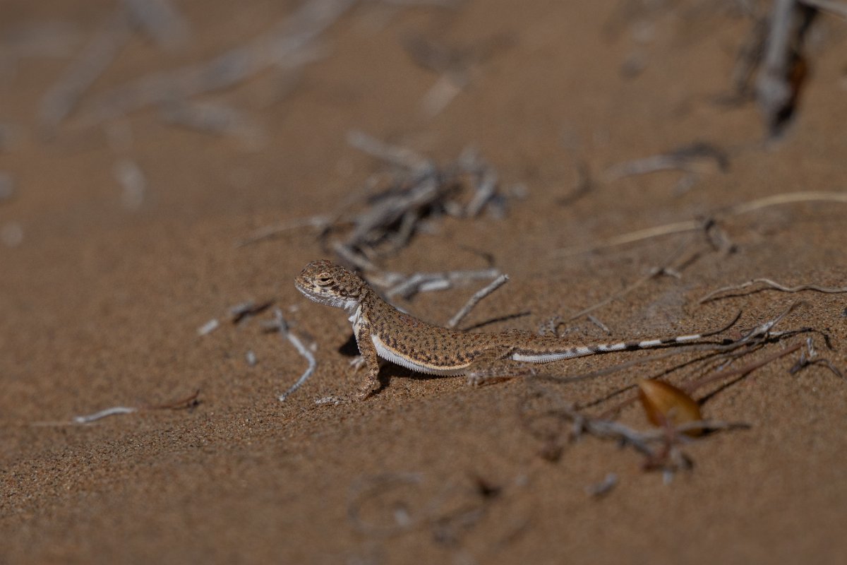 DPPhotography - Uzbekistan - Lichtenstein's toad-headed agama - E.jpg - Lichtenstein's toad-headed agama, Phrynocephalus interscapularis - Kyzylkum Desert, Uzbekistan