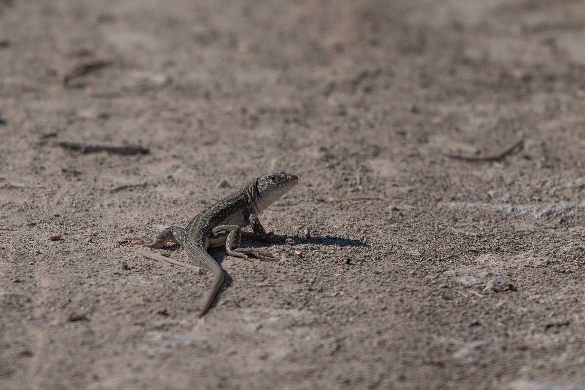 DPPhotography - Uzbekistan - Rapid racerunner - A.jpg - Rapid racerunner, Eremias velox - Jeyran Eco Centre, Uzbekistan