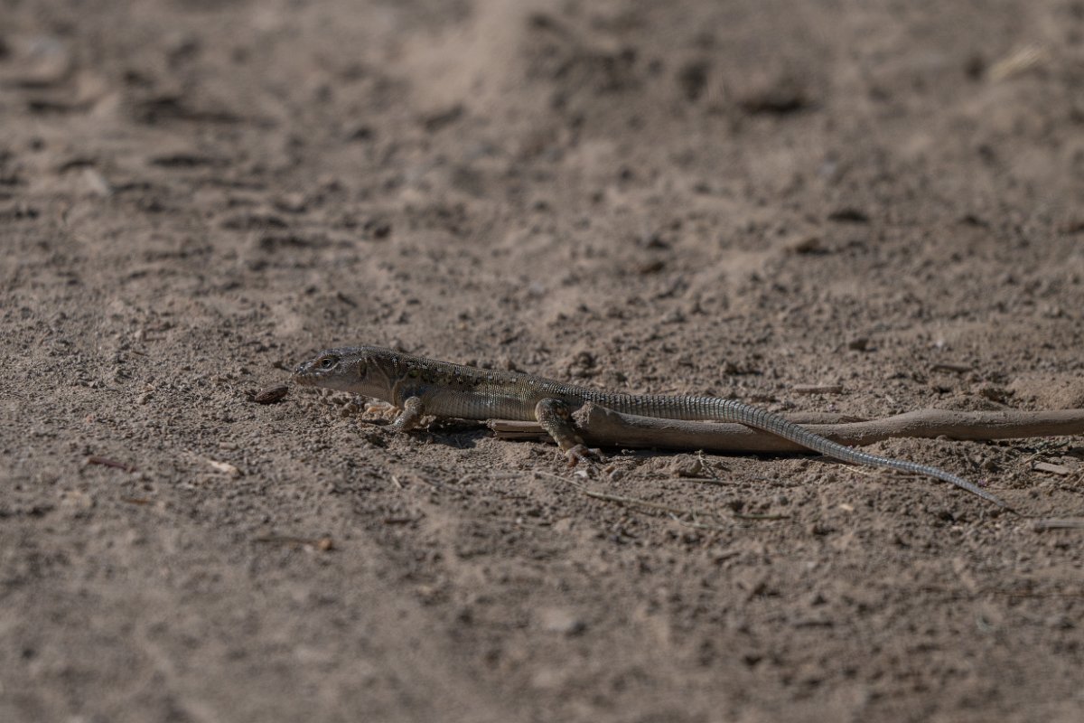 DPPhotography - Uzbekistan - Rapid racerunner - B.jpg - Rapid racerunner, Eremias velox - Jeyran Eco Centre, Uzbekistan