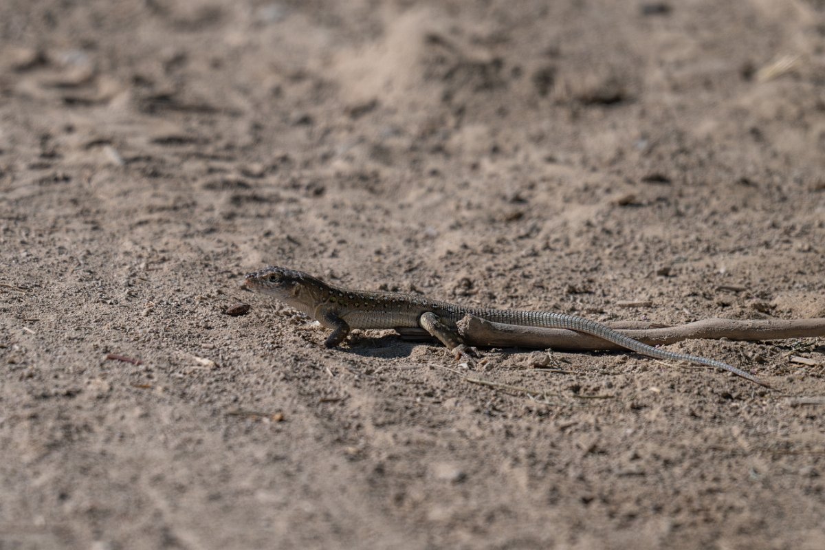 DPPhotography - Uzbekistan - Rapid racerunner - C.jpg - Rapid racerunner, Eremias velox - Jeyran Eco Centre, Uzbekistan