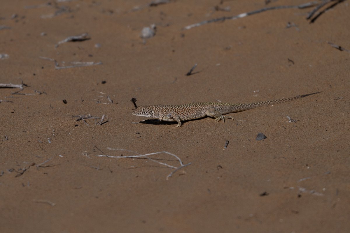 DPPhotography - Uzbekistan - Reticulate racerunner - A.jpg - Reticulate racerunner, Eremias grammica - Kyzylkum Desert, Uzbekistan