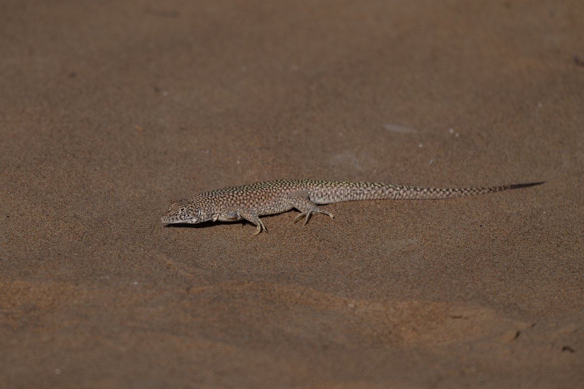 DPPhotography - Uzbekistan - Reticulate racerunner - B.jpg - Reticulate racerunner, Eremias grammica - Kyzylkum Desert, Uzbekistan