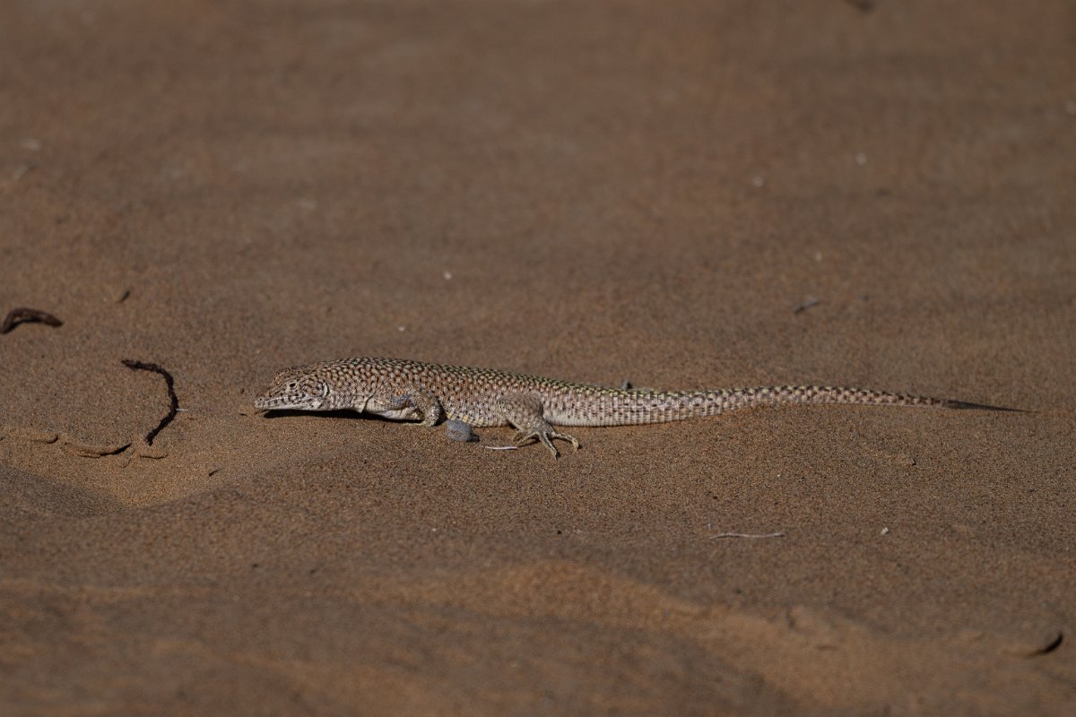 DPPhotography - Uzbekistan - Reticulate racerunner - C.jpg - Reticulate racerunner, Eremias grammica - Kyzylkum Desert, Uzbekistan