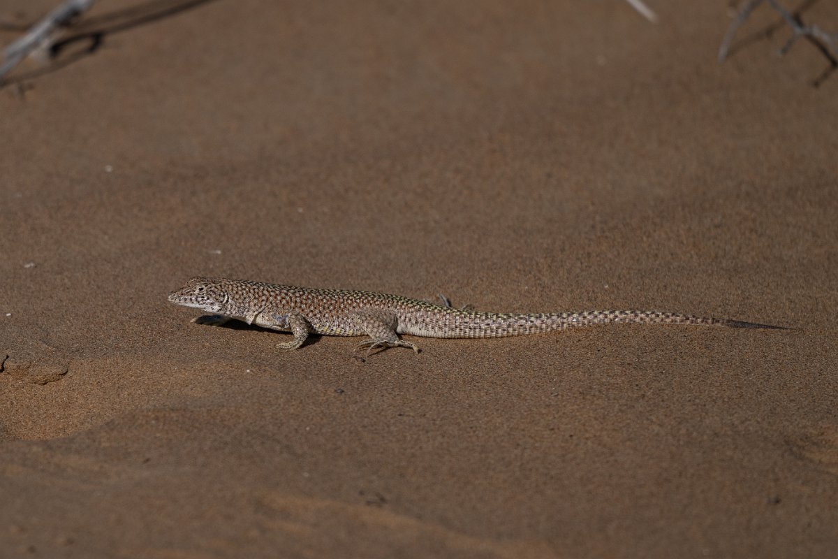 DPPhotography - Uzbekistan - Reticulate racerunner - F.jpg - Reticulate racerunner, Eremias grammica - Kyzylkum Desert, Uzbekistan