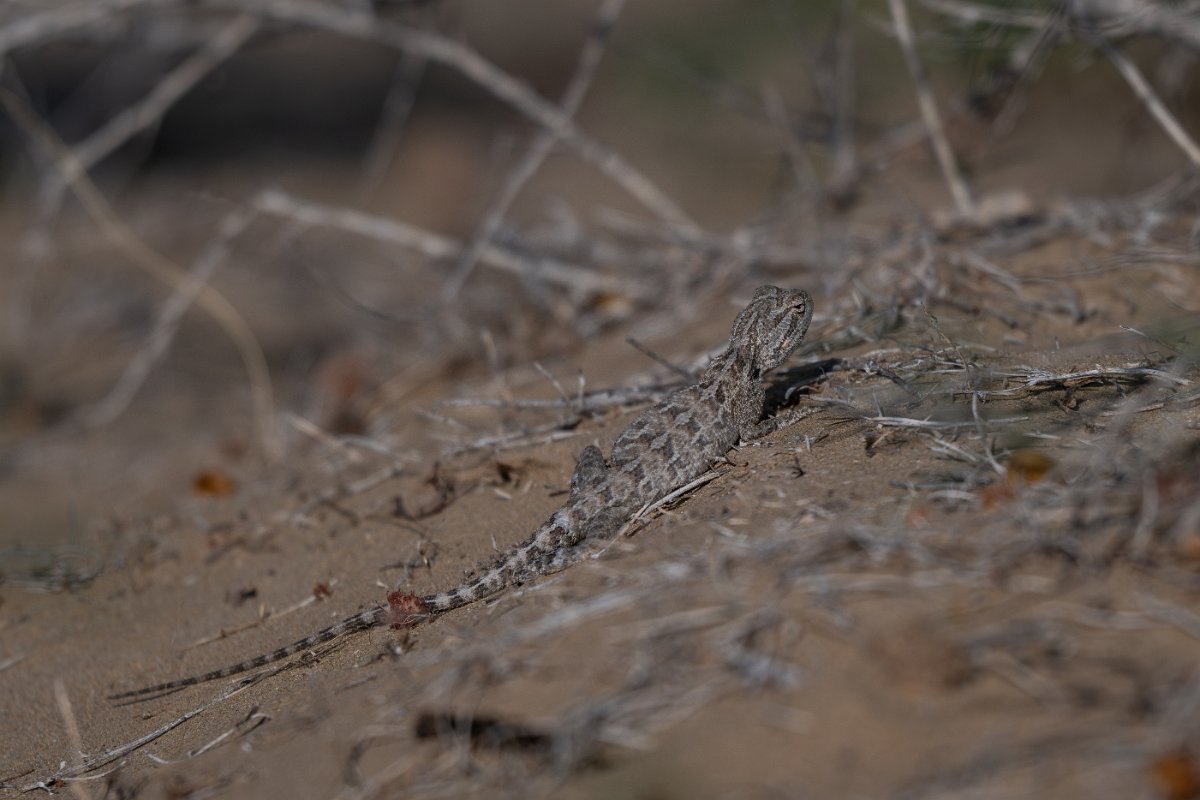 DPPhotography - Uzbekistan - Steppe agama - A.jpg - Steppe agama, Trapelus sanguinolentus - Kyzylkum Desert Desert