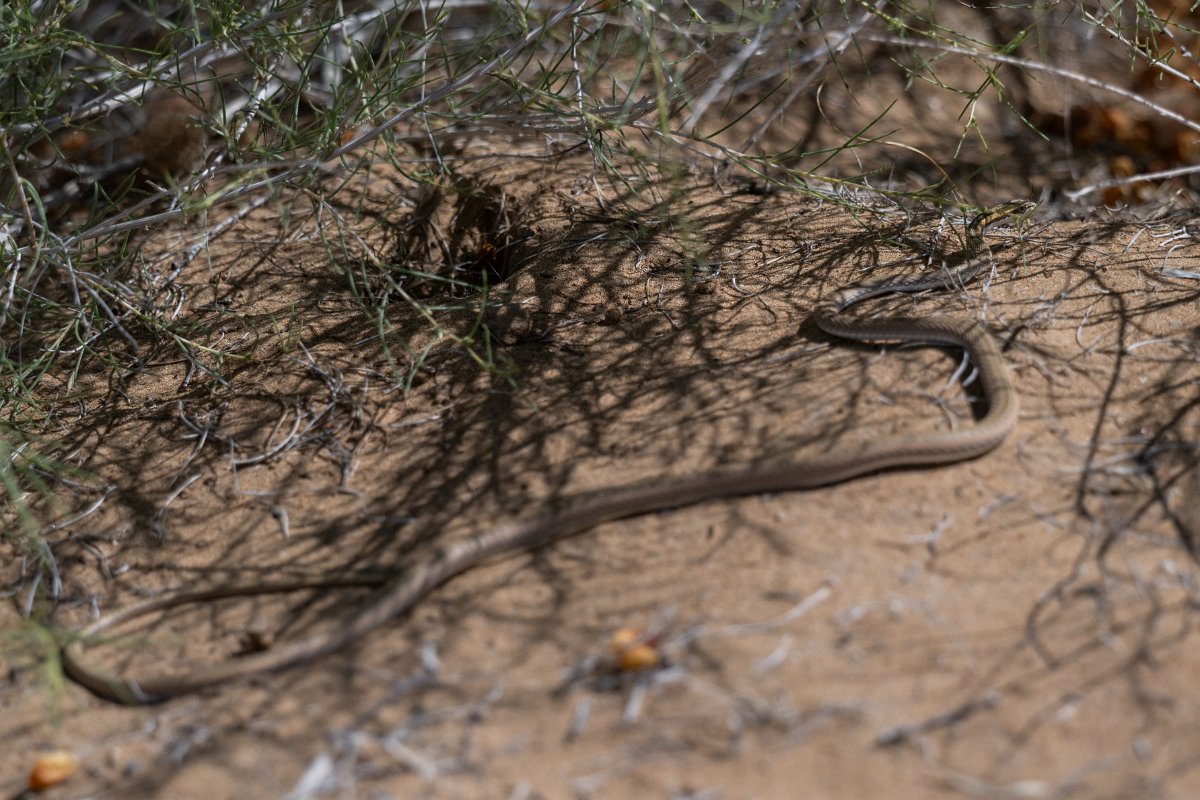 DPPhotography - Uzbekistan - Steppe ribbon racer - A.jpg - Steppe ribbon racer, Psammophis lineolatus - Kyzylkum Desert, Uzbekistan