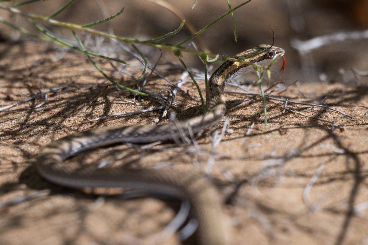 DPPhotography - Uzbekistan - Steppe ribbon racer - C.jpg - Steppe ribbon racer, Psammophis lineolatus - Kyzylkum Desert, Uzbekistan