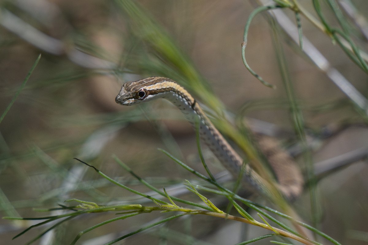 DPPhotography - Uzbekistan - Steppe ribbon racer - D.jpg - Steppe ribbon racer, Psammophis lineolatus - Kyzylkum Desert, Uzbekistan
