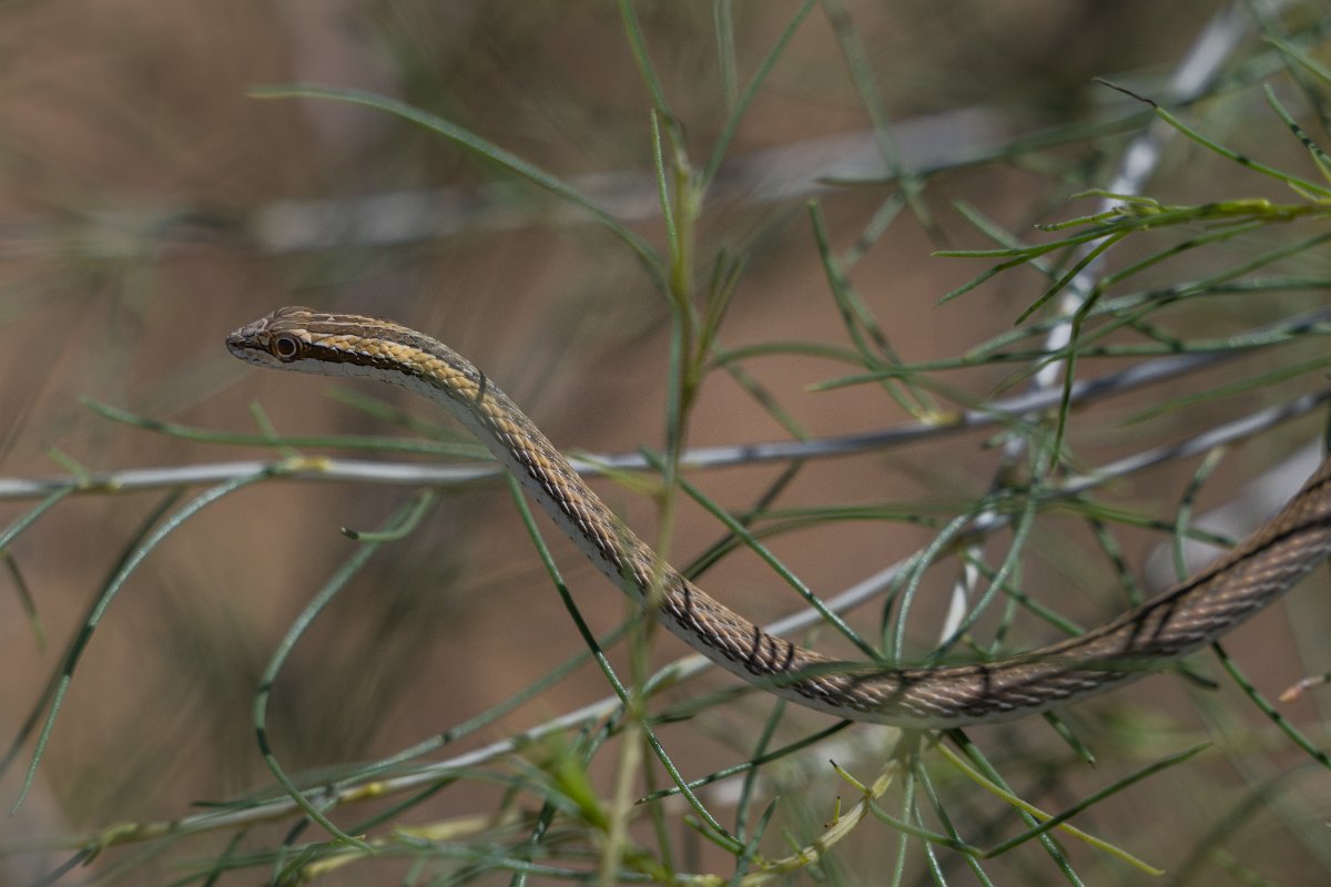DPPhotography - Uzbekistan - Steppe ribbon racer - E.jpg - Steppe ribbon racer, Psammophis lineolatus - Kyzylkum Desert, Uzbekistan