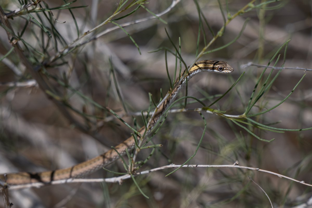 DPPhotography - Uzbekistan - Steppe ribbon racer - F.jpg - Steppe ribbon racer, Psammophis lineolatus - Kyzylkum Desert, Uzbekistan