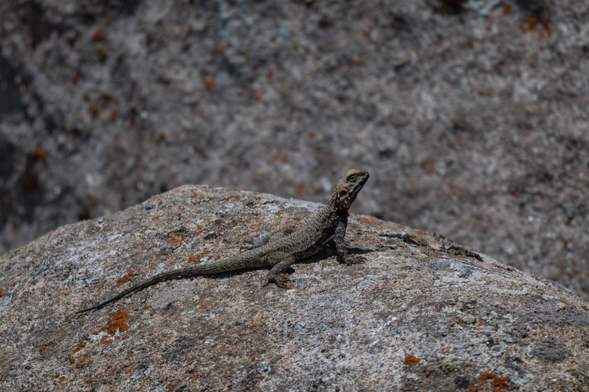 DPPhotography - Uzbekistan - Turkestan rock agama - E.jpg - Turkestan rock agama, Paralaudakia lehmanni - Takhta-Karacha Pass, Uzbekistan