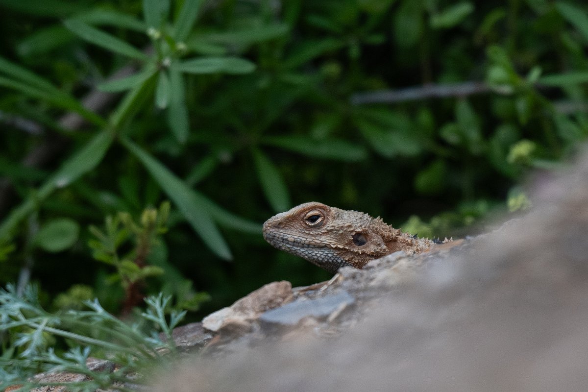 DPPhotography - Uzbekistan - Turkestan rock agama - G.jpg - Turkestan rock agama, Paralaudakia lehmanni - Zaamin National Park, Uzbekistan