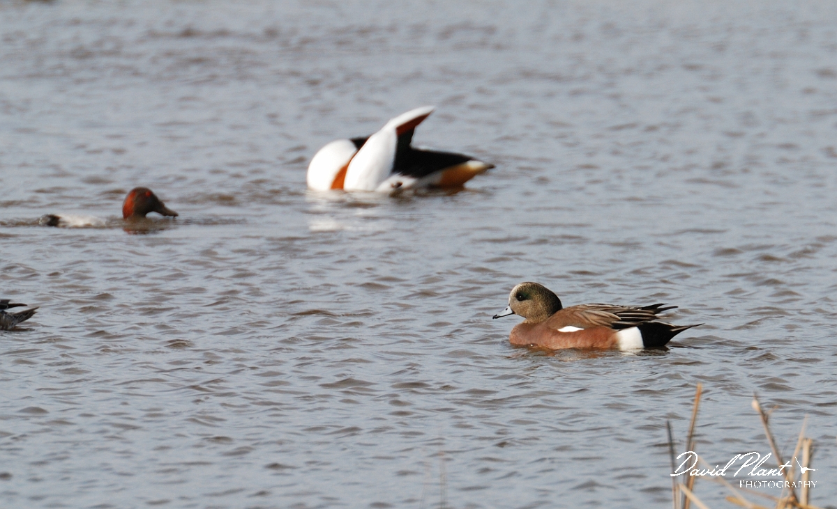 David Plant Photography - Wildlife Photographer - American wigeon male - A.jpg - American wigeon, male - Slimbridge