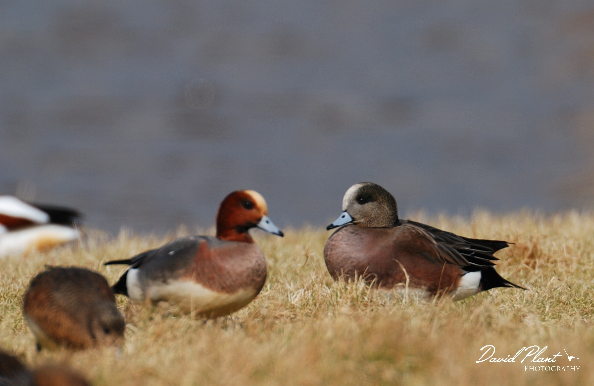 David Plant Photography - Wildlife Photographer - American wigeon male - B.jpg - American wigeon, male and male wigeon - Slimbridge