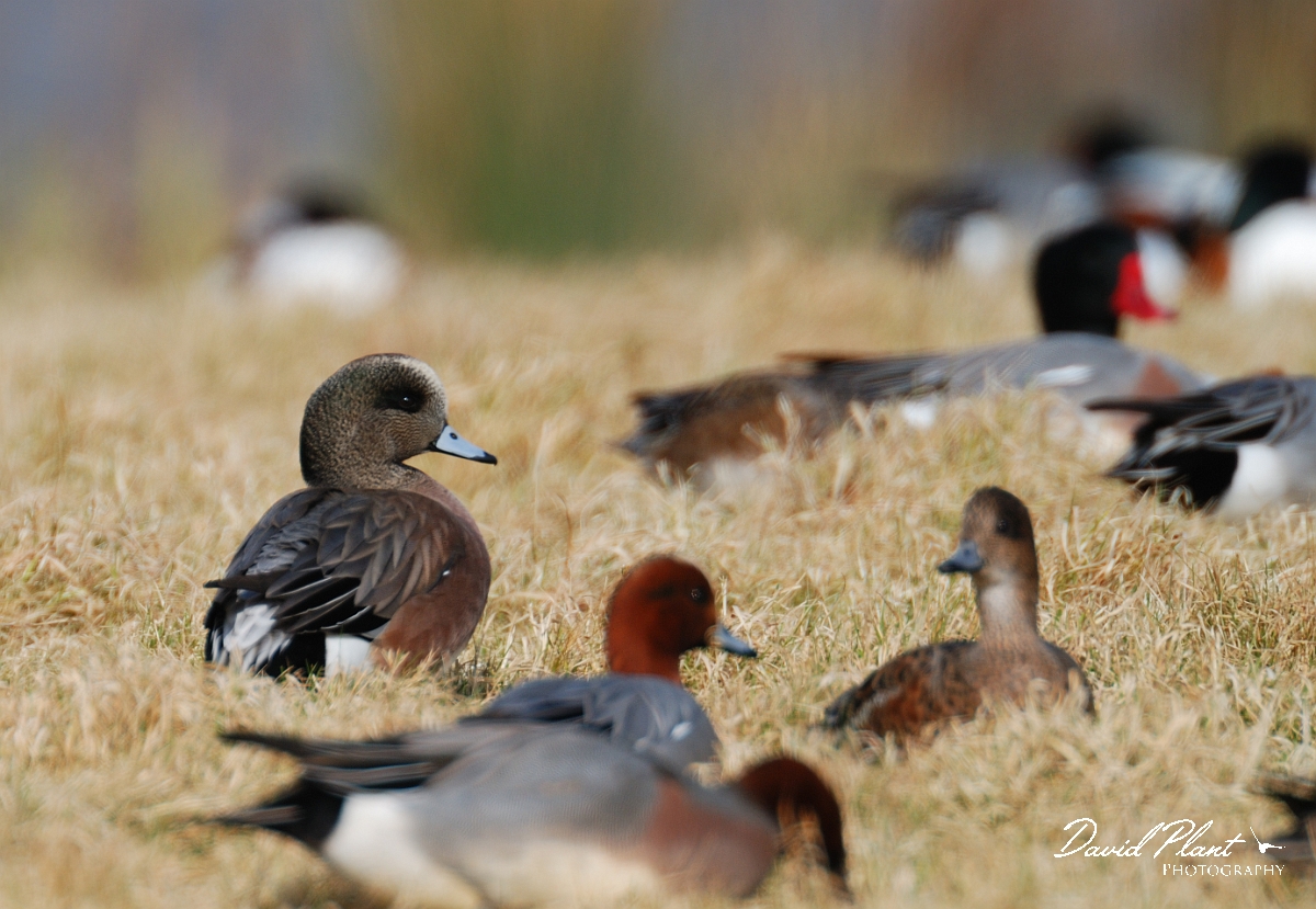 David Plant Photography - Wildlife Photographer - American wigeon male - C.jpg - American wigeon, male amongst wigeon - Slimbridge