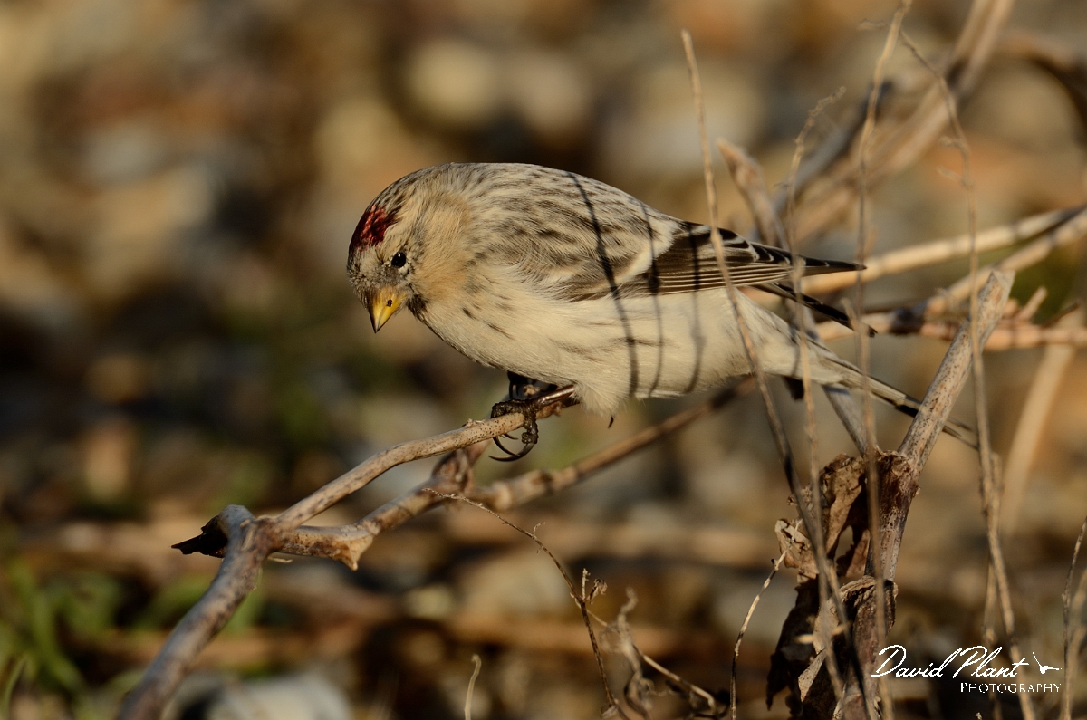 David Plant Photography - Wildlife Photography - Hornemann's arctic redpoll - A.jpg - Hornemann's arctic redpoll - Suffolk