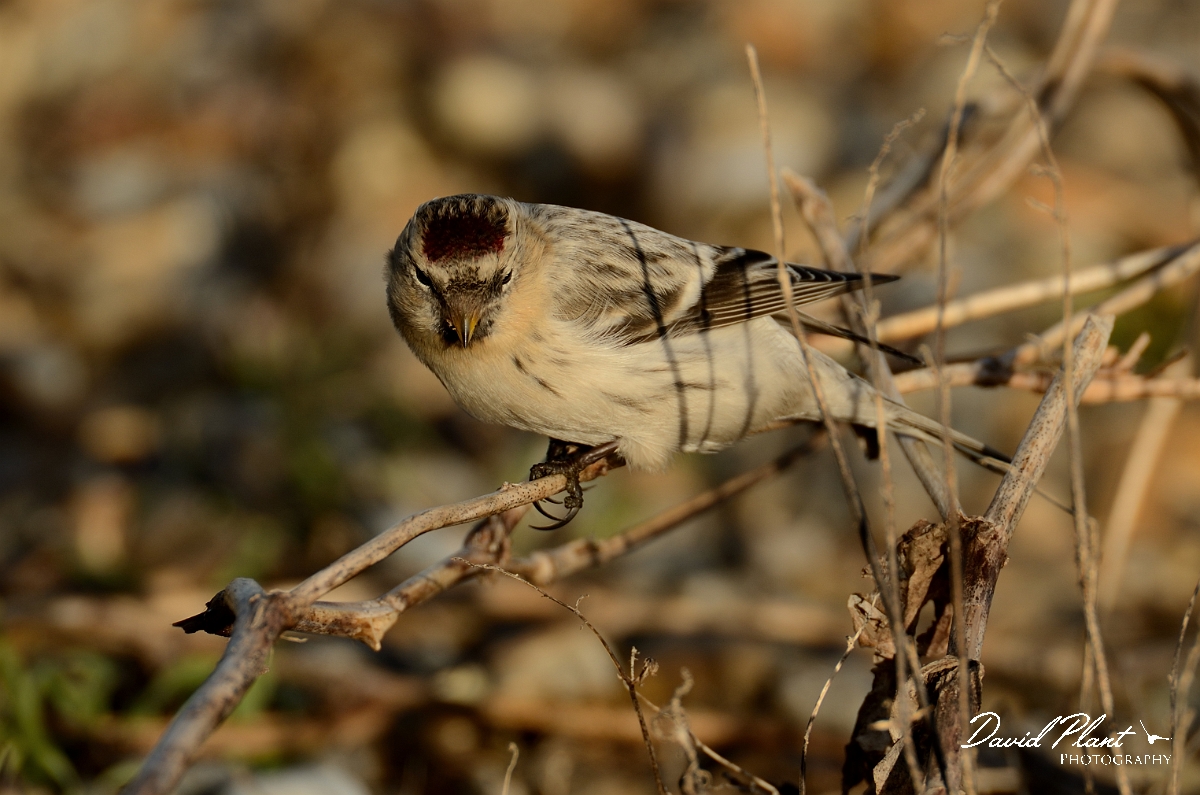 David Plant Photography - Wildlife Photography - Hornemann's arctic redpoll - B.jpg - Hornemann's arctic redpoll - Suffolk
