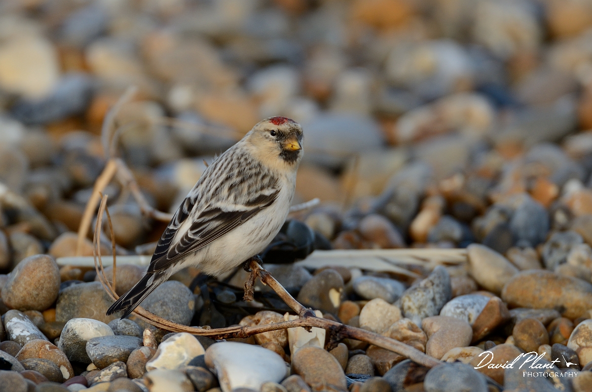 David Plant Photography - Wildlife Photography - Hornemann's arctic redpoll - C.jpg - Hornemann's arctic redpoll - Suffolk