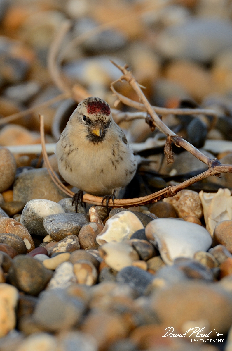 David Plant Photography - Wildlife Photography - Hornemann's arctic redpoll - D.jpg - Hornemann's arctic redpoll - Suffolk