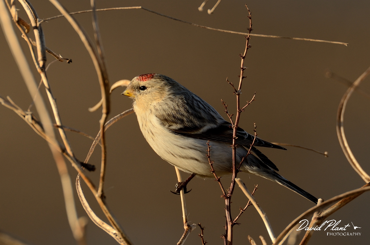 David Plant Photography - Wildlife Photography - Hornemann's arctic redpoll - H.jpg - Hornemann's arctic redpoll - Suffolk