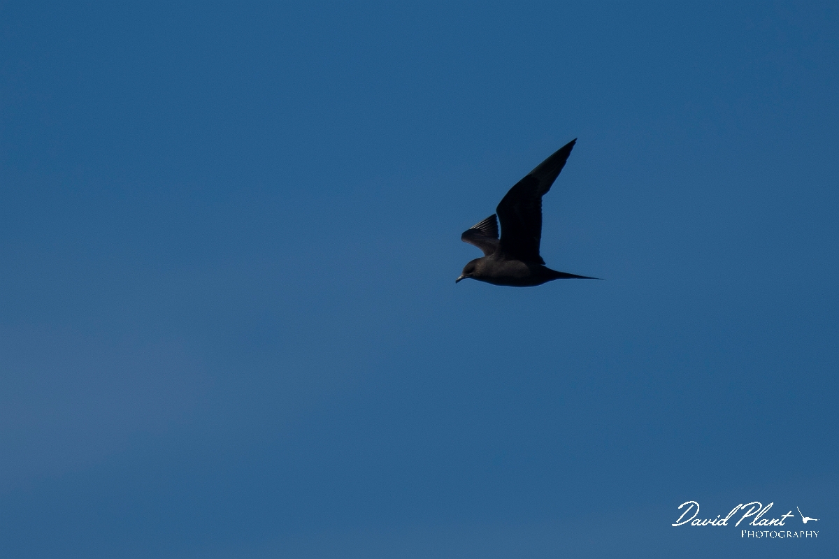 David Plant Photography - Wildlife Photography - Arctic skua - A.JPG - Arctic skua in flight - Sea off Devon
