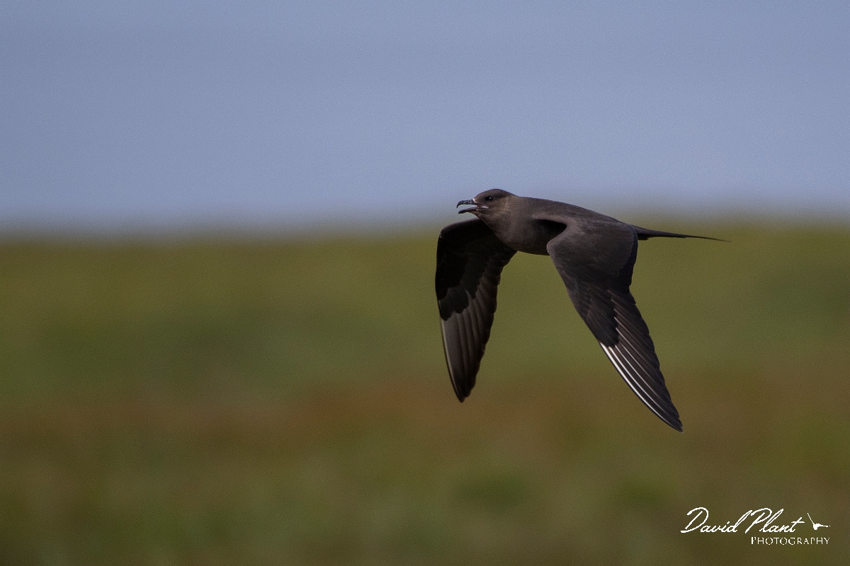 David Plant Photography - Wildlife Photography - Arctic skua - AA.JPG - Arctic skua, dark morph - Highlands