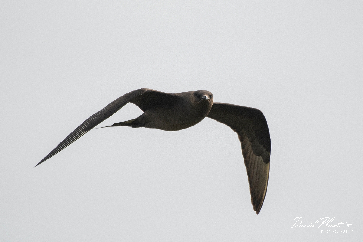 David Plant Photography - Wildlife Photography - Arctic skua - AB.JPG - Arctic skua, dark morph - Highlands