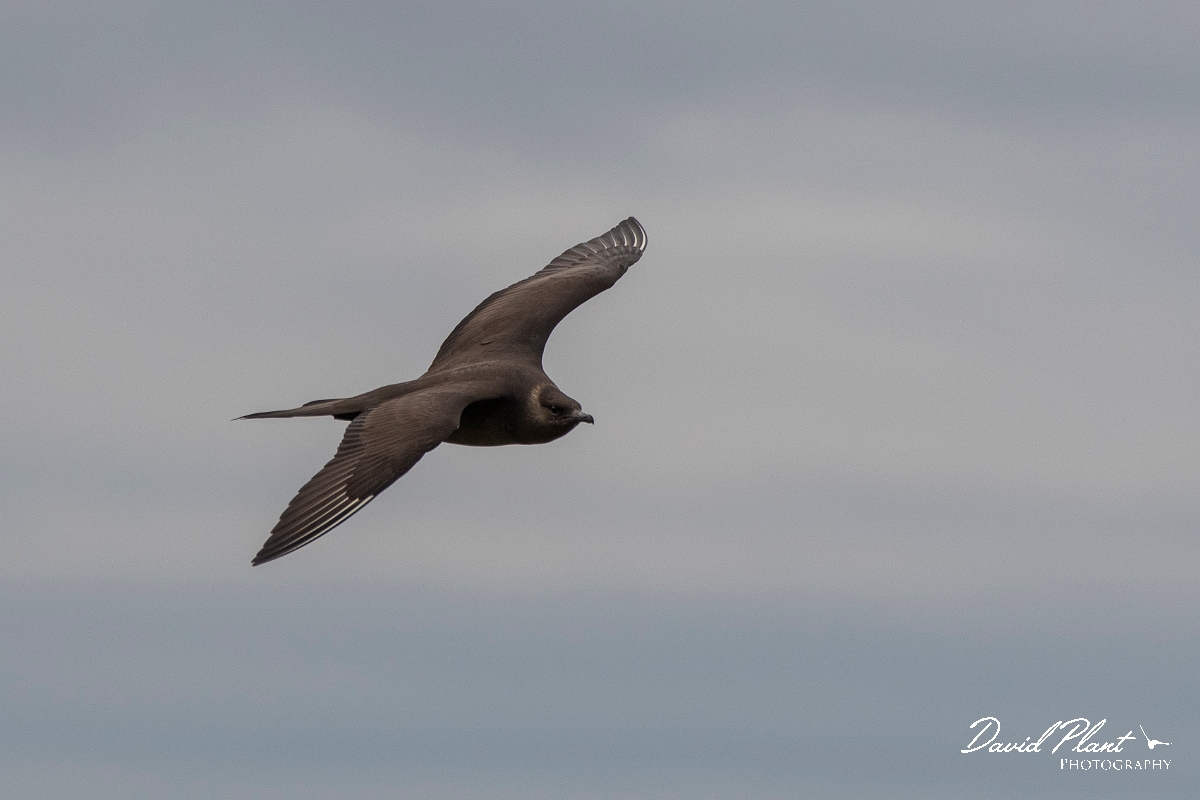 David Plant Photography - Wildlife Photography - Arctic skua - AD.JPG - Arctic skua, dark morph - Highlands