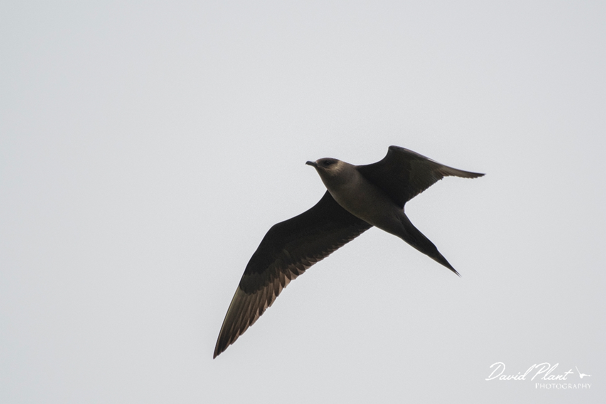 David Plant Photography - Wildlife Photography - Arctic skua - AE.JPG - Arctic skua, dark morph - Highlands