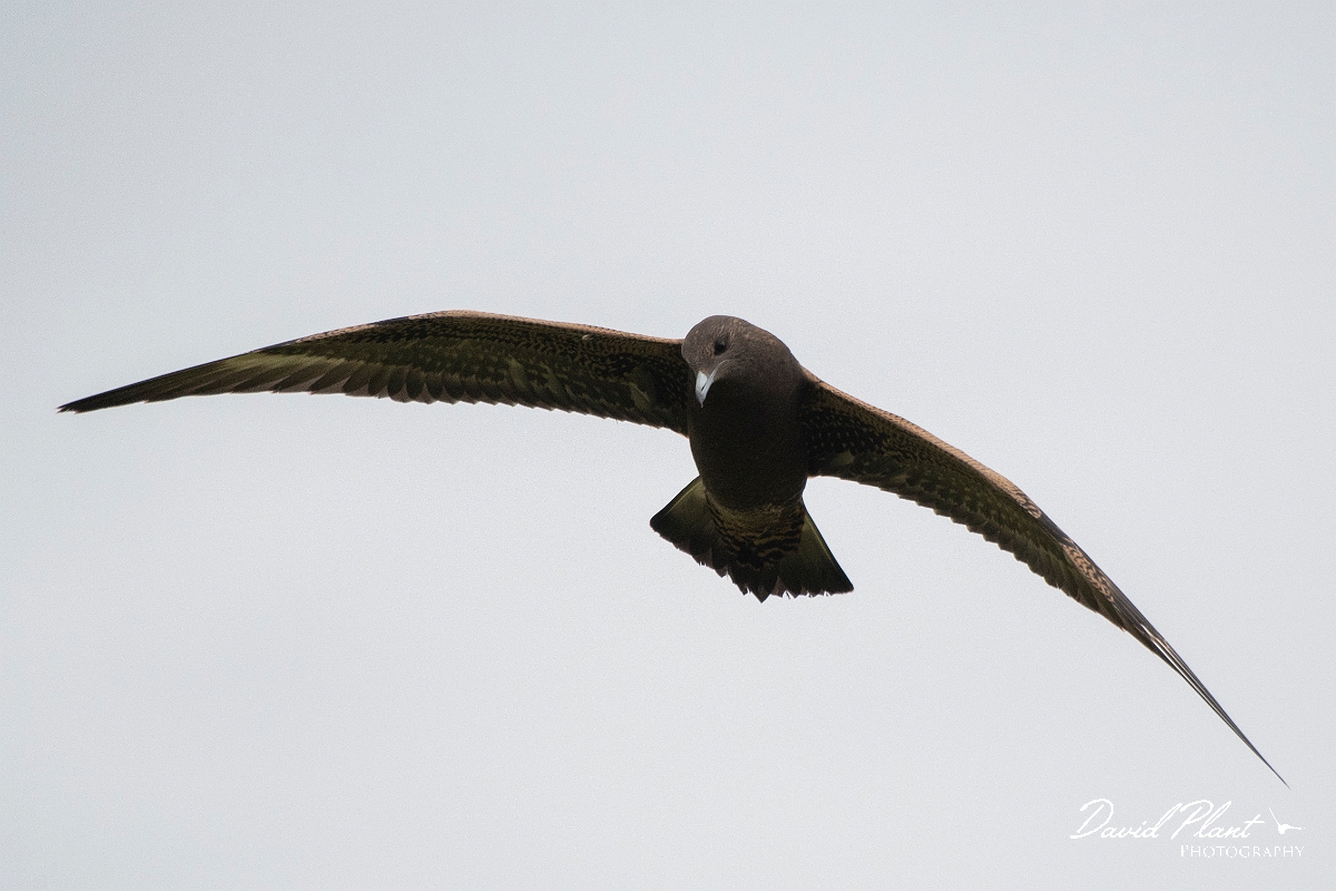 David Plant Photography - Wildlife Photography - Arctic skua - AG.JPG - Arctic skua, juvenile - Highlands